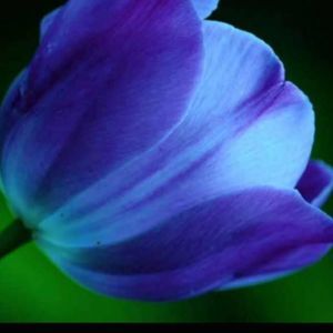 Meet your Posher, Cynthia